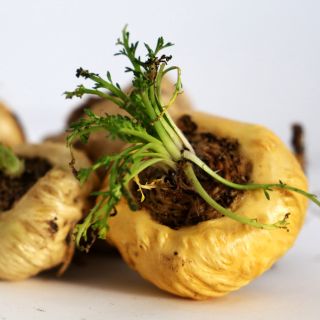 Extracto de Raíz de Maca